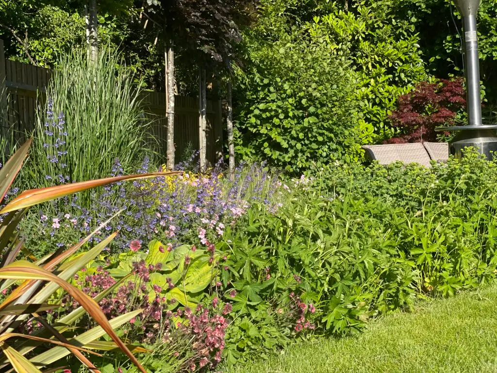 garden design Keston Kent with gravel terrace and pleached trees